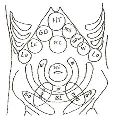 meridiaan-zones-buik